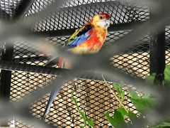 08A Rosella parakeet at the Hope Zoo Royal Botanical Hope Gardens Kingston Jamaica